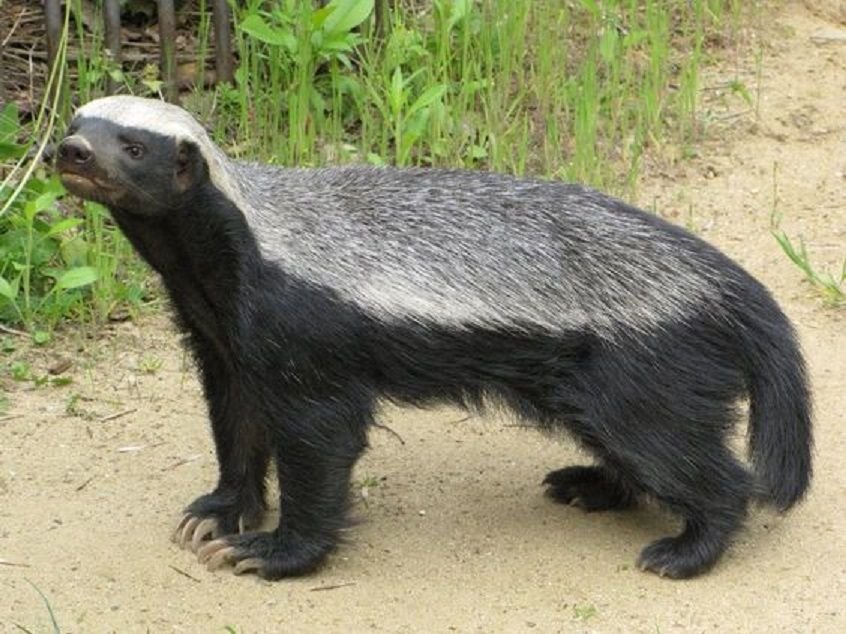 Honey Badger in Tanzania